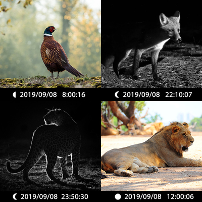KW696 आउटडोर शिकार कैमरा दोहरी लेंस 30MP कोई चमक निशान कैमरा 1080p रात दृष्टि 512G के लिए