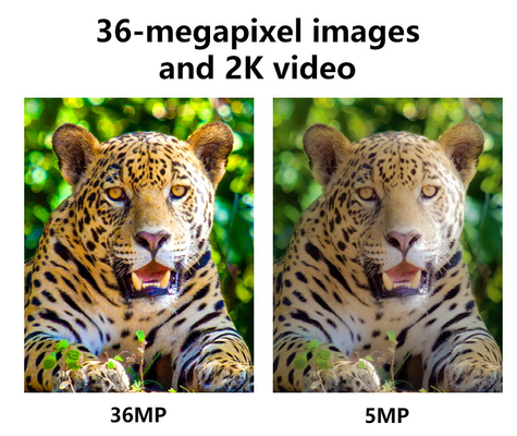 4G सेलुलर वायरलेस शिकार कैमरा KW897 सिम कार्ड में निर्मित 36MP कैप्चर 2K वीडियो 30fps के साथ वन्यजीवों के लिए दोहरी एंटेना के साथ