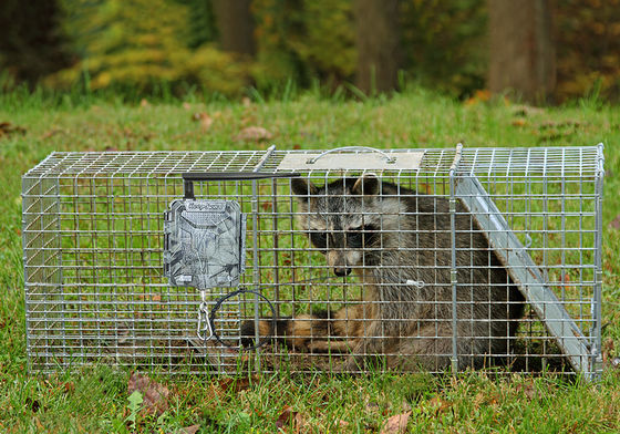 वायरलेस एचडी शिकार कैमरा