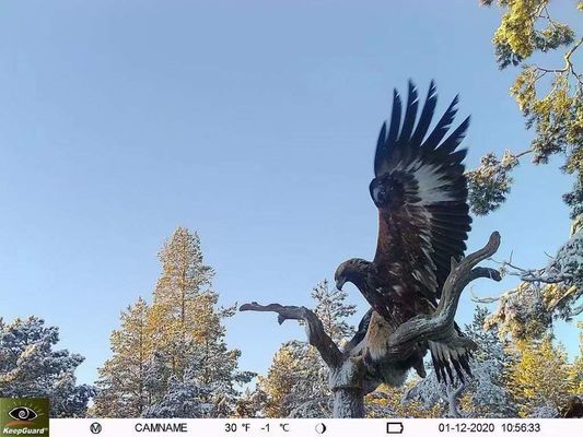 IP65 वाटरप्रूफ 4G ट्रेल कैमरा