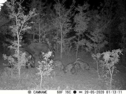 450 मिमी माइक्रो लेंस समर्थन और 1s-60m अंतराल HD शिकार कैमरा के साथ IP67 नो-ग्लू शिकार कैमरा